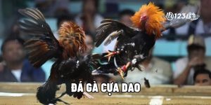 Đá Gà Cựa Dao - Từ Tân Thủ Đến Cao Thủ – Ăn Tiền Thật