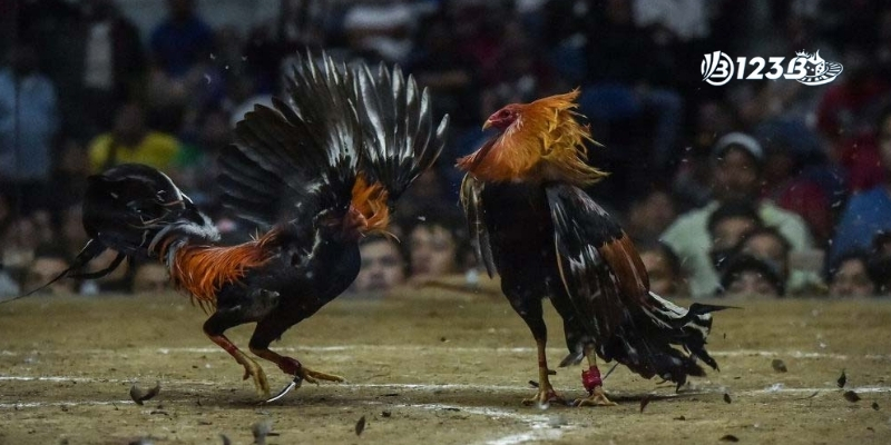 Trải nghiệm đỉnh cao khi xem đá gà cựa dao