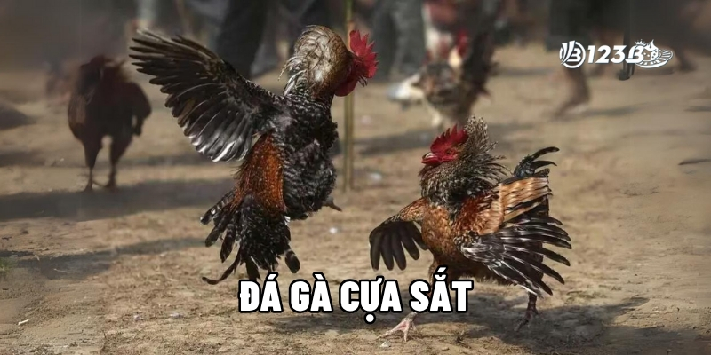 Đá Gà Cựa Sắt: Sân Chơi Của Chiến Kê Thép, Thắng Tiền Tươi
