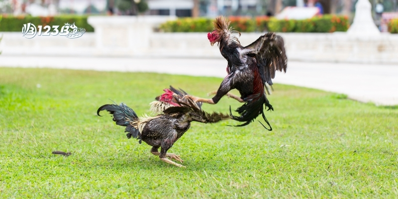 Lưu ý quan trọng và cách chơi cá cược đá gà