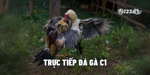 Đá Gà Trực Tiếp C1 Tại Nhà Cái 123B – Hướng Dẫn Chi Tiết