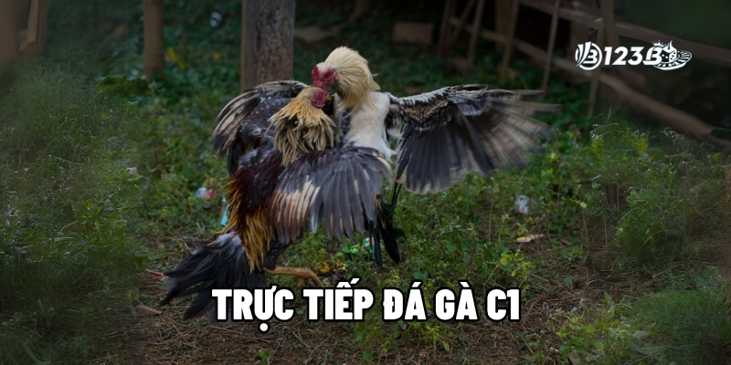 Đá Gà Trực Tiếp C1 Tại Nhà Cái 123B – Hướng Dẫn Chi Tiết