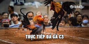Trực Tiếp Đá Gà C3 Tại 123B - Đam Mê Bất Tận, Kịch Tính